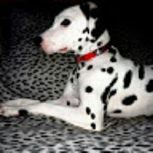 Meet your Posher, Katrina